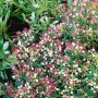 Kompakte Lavendelheide Andromeda mit rosa-weißen Blüten, 15–20 cm hoch.