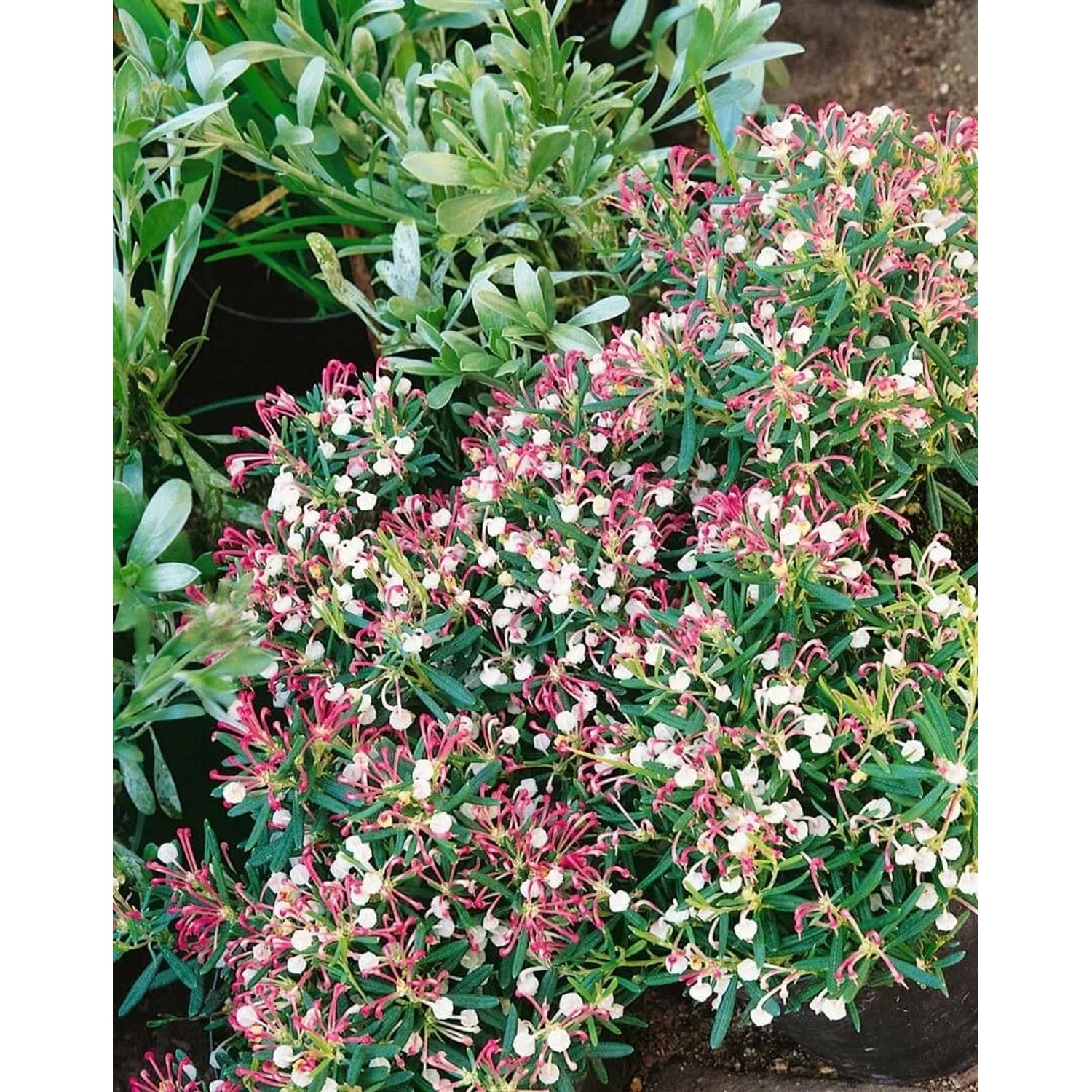Kompakte Lavendelheide Andromeda mit rosa-weißen Blüten, 15–20 cm hoch.