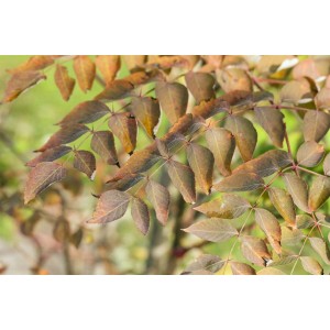 Nahaufnahme des Japanischen Angelikabaums (Aralia Elata) mit braun-gelben Blättern.