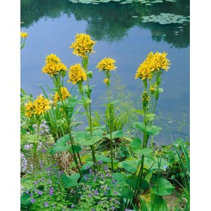 Gelb blühende Ligularia Hessei Staude am Teichrand, 11x11 cm Topf.
