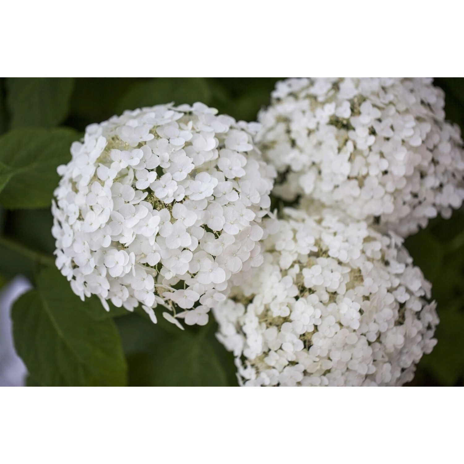 Hydrangea Arborescens Schneeballhortensie Strong Annabelle R 40-60 cm günstig online kaufen