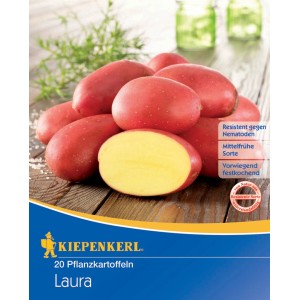 Kiepenkerl Pflanzkartoffel Laura, 20 Stück, vorwiegend festkochend, mit gelbem Fruchtfleisch.