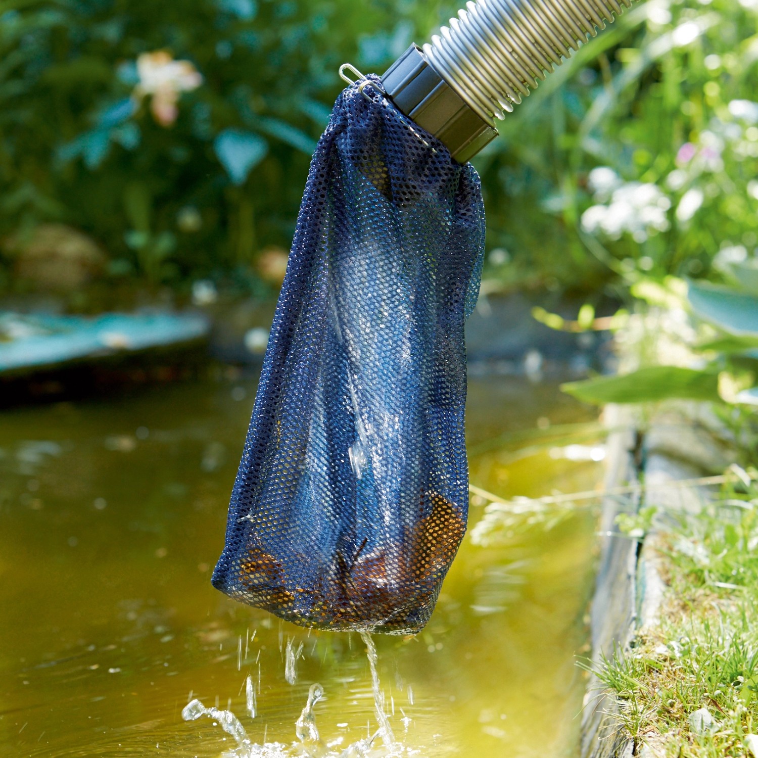 Teichschlammsauger im Einsatz: Schmutzwasser läuft durch blauen Filtersack zurück in den Teich.