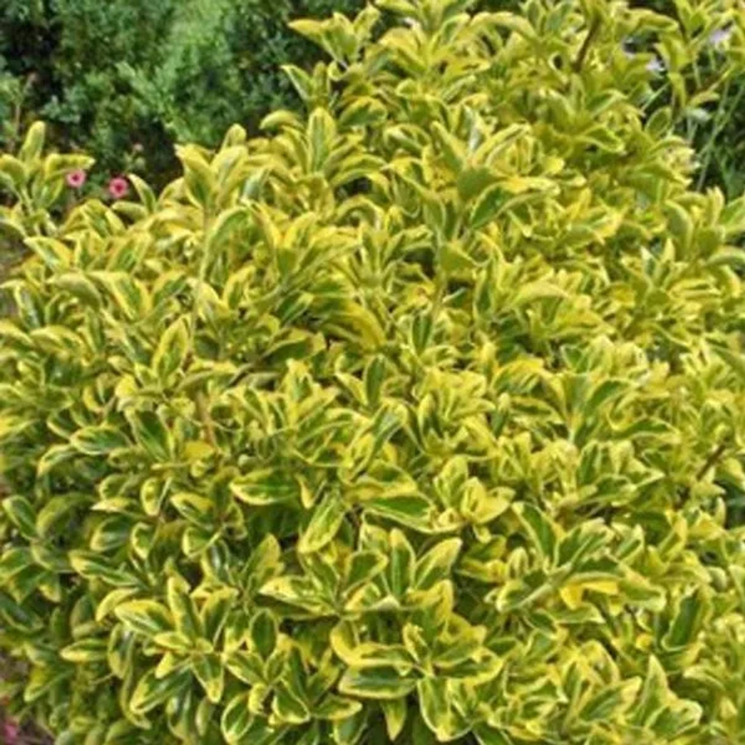 Japanspindel 'Aureomarginatus' Euonymus japonicus 60 bis 80 cm im Container Immergrün