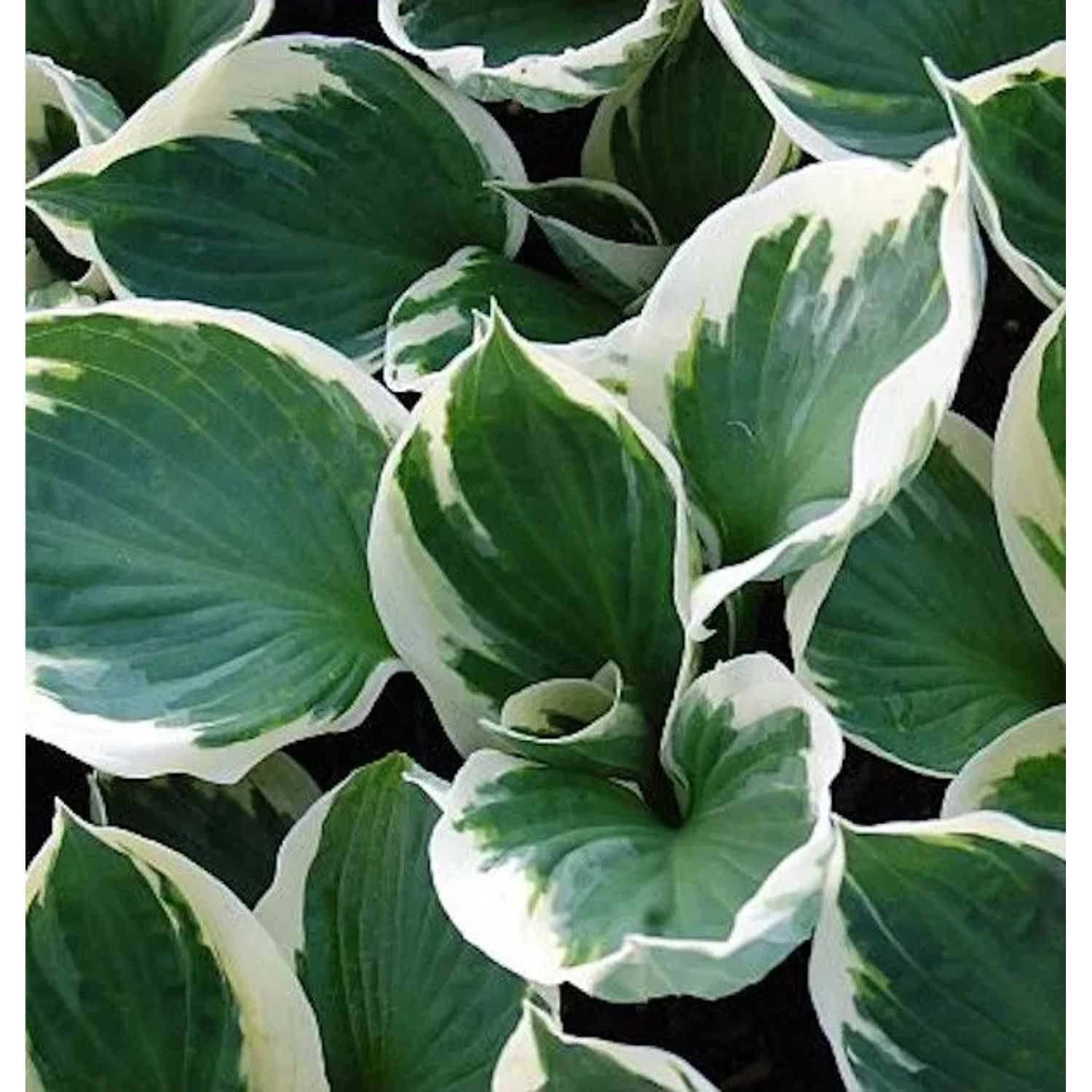 Funkie Patriot - Hosta Hybrid