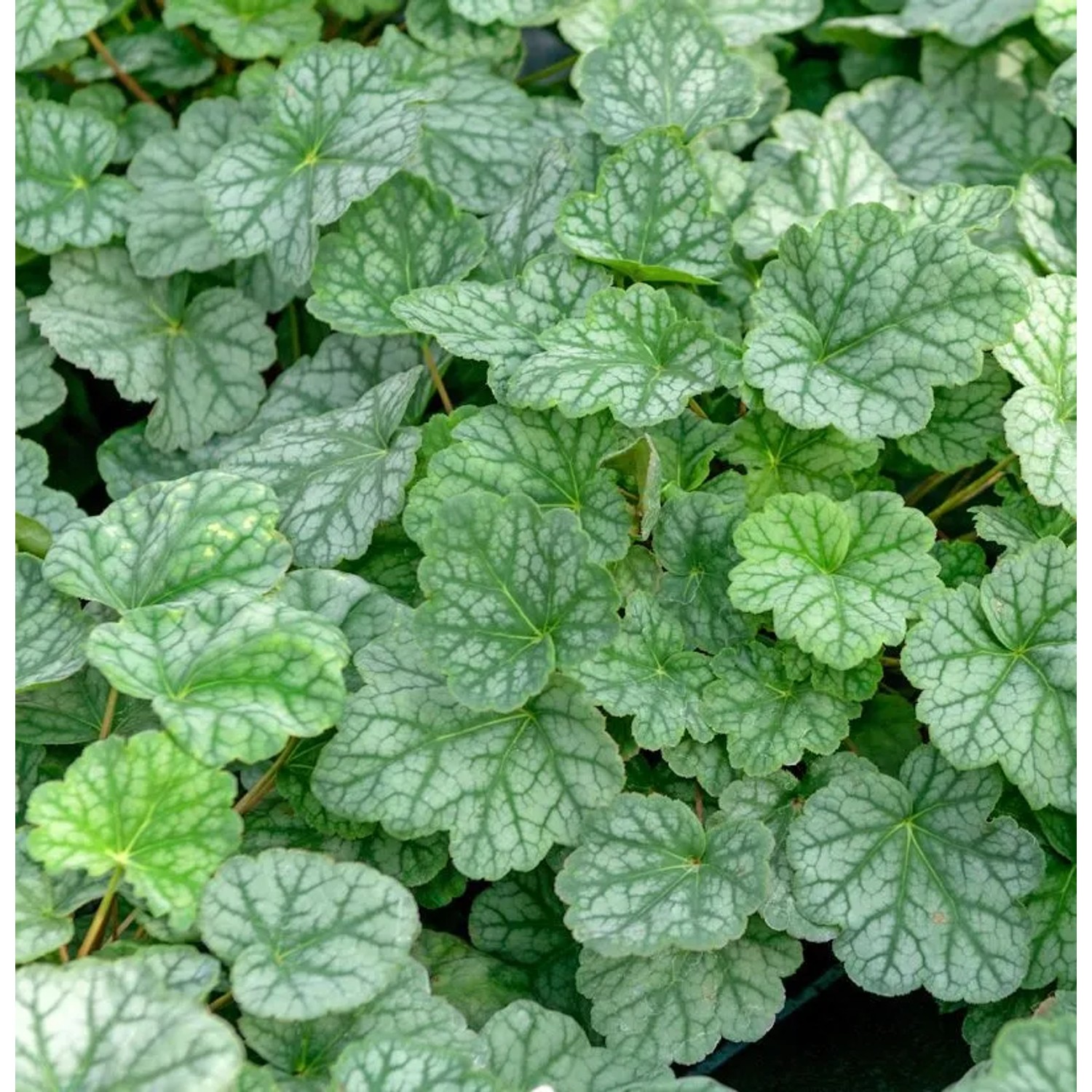 Purpurglöckchen Cassian - Heuchera americana