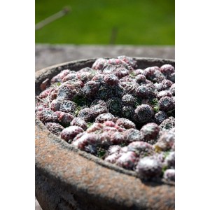 Nahaufnahme einer Sempervivum Arachnoideum 'Silberkarneol' Staude im Topf, silbrig-grüne Blätter mit Spinnwebenmuster.