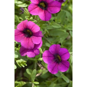 Nahaufnahme von GROW by OBI Zauberglöckchen Lia Blue Purple mit lila Blüten.