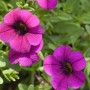 Nahaufnahme von GROW by OBI Zauberglöckchen Lia Blue Purple mit lila Blüten.
