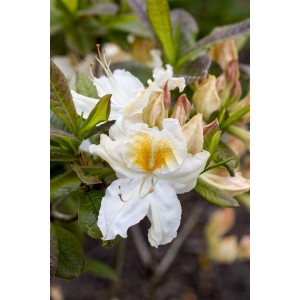 Nahaufnahme: Rhododendron Luteum Möwe Gelb mit weißen Blüten und gelber Zeichnung.
