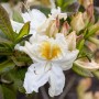 Nahaufnahme: Rhododendron Luteum Möwe Gelb mit weißen Blüten und gelber Zeichnung.