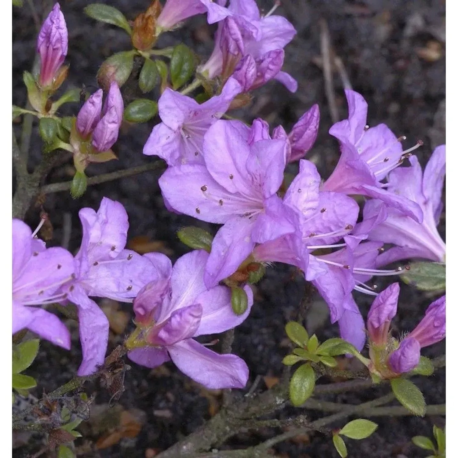 Japanische Azalee Geisha Lila 25-30cm - Rhododendron obtusum