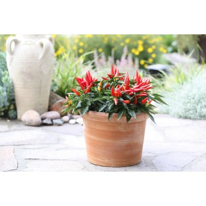 BLU Naschzipfel im Topf (ca. 12cm) mit roten, spitzen Paprikafrüchten.