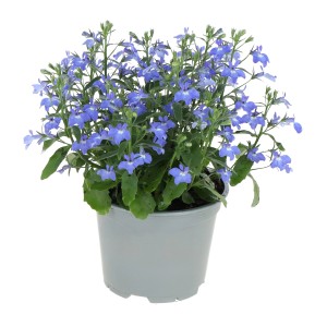 GROW by OBI Männertreu 'Laura Blue Eye' im Topf, eine dekorative Sommerpflanze mit blauen Blüten.