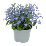 GROW by OBI Männertreu 'Laura Blue Eye' im Topf, eine dekorative Sommerpflanze mit blauen Blüten.