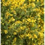 Blühender, gelber Stechginster (Ulex gallii) Strauch, ca. 20-30 cm hoch.