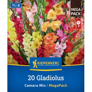 Kiepenkerl Gladiole Camara Mischung