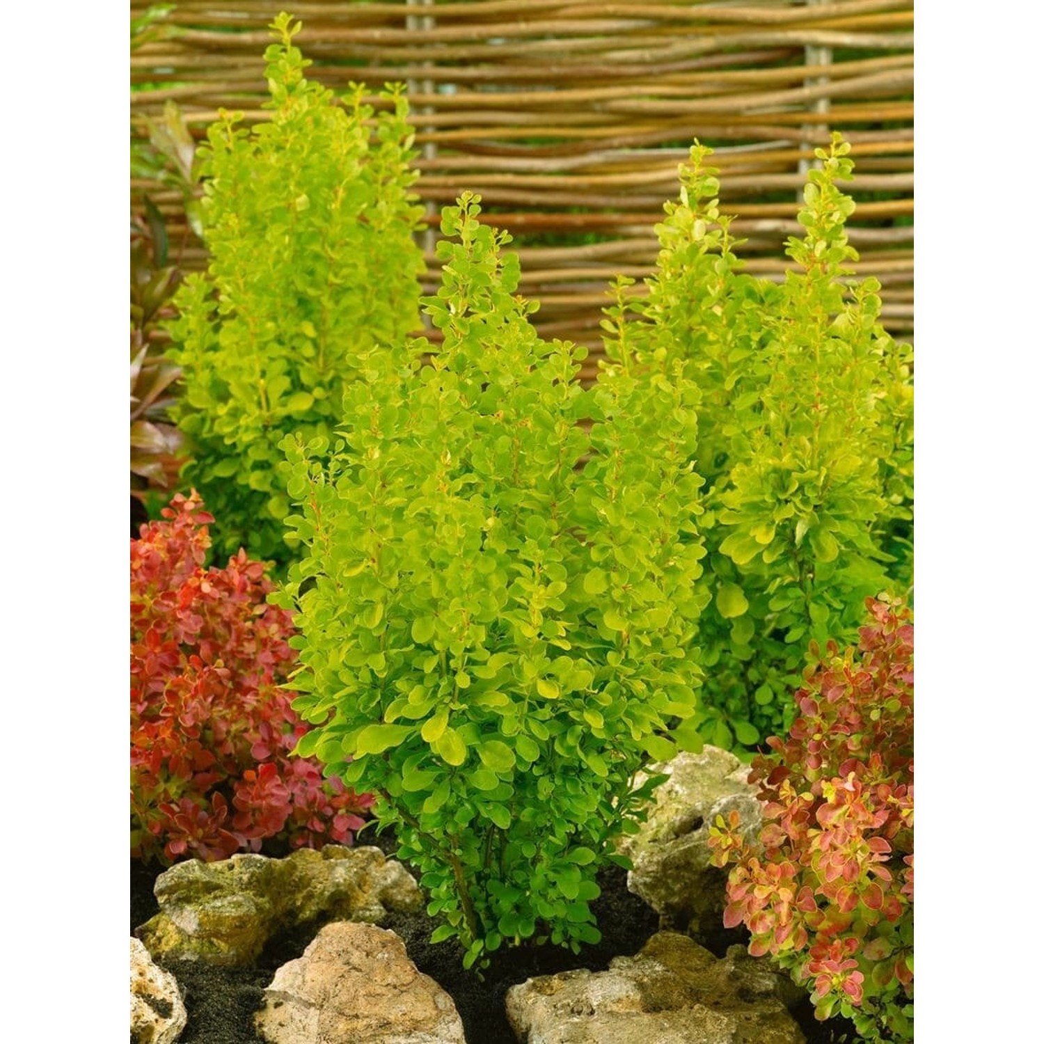 Berberis Thunbergii Golden Rocket Heckenberberitze Gelb 30–40 cm günstig online kaufen