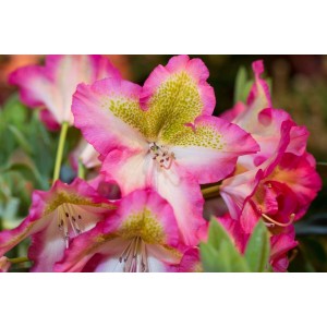 Nahaufnahme des Rhododendron Viscosum Quiet Thoughts mit rosa-weißen Blüten.