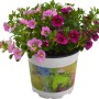 Zauberglöckchen Trio im Topf, verschiedene Farben, Hängepflanze für Balkon und Garten.