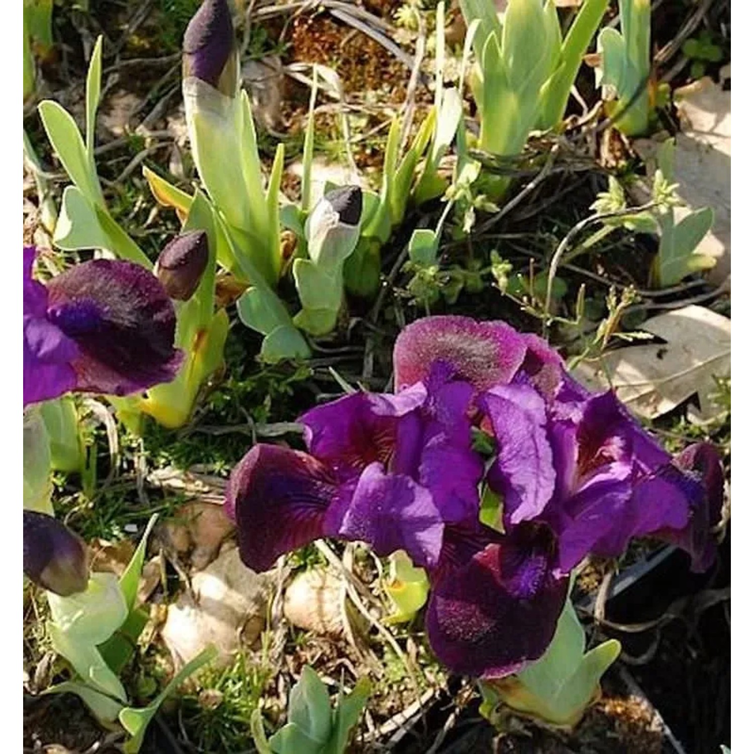 Zwergschwertlilie Little Shadow - Iris barbata