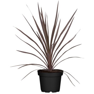 Keulenlilie 'Red Star' im Topf: Dunkelrote Kübelpflanze, ca. 60-80 cm hoch, für Balkon & Terrasse.