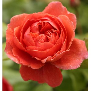 Nahaufnahme der Englischen Rose 'Summer Song' mit orangefarbenen Blütenblättern.