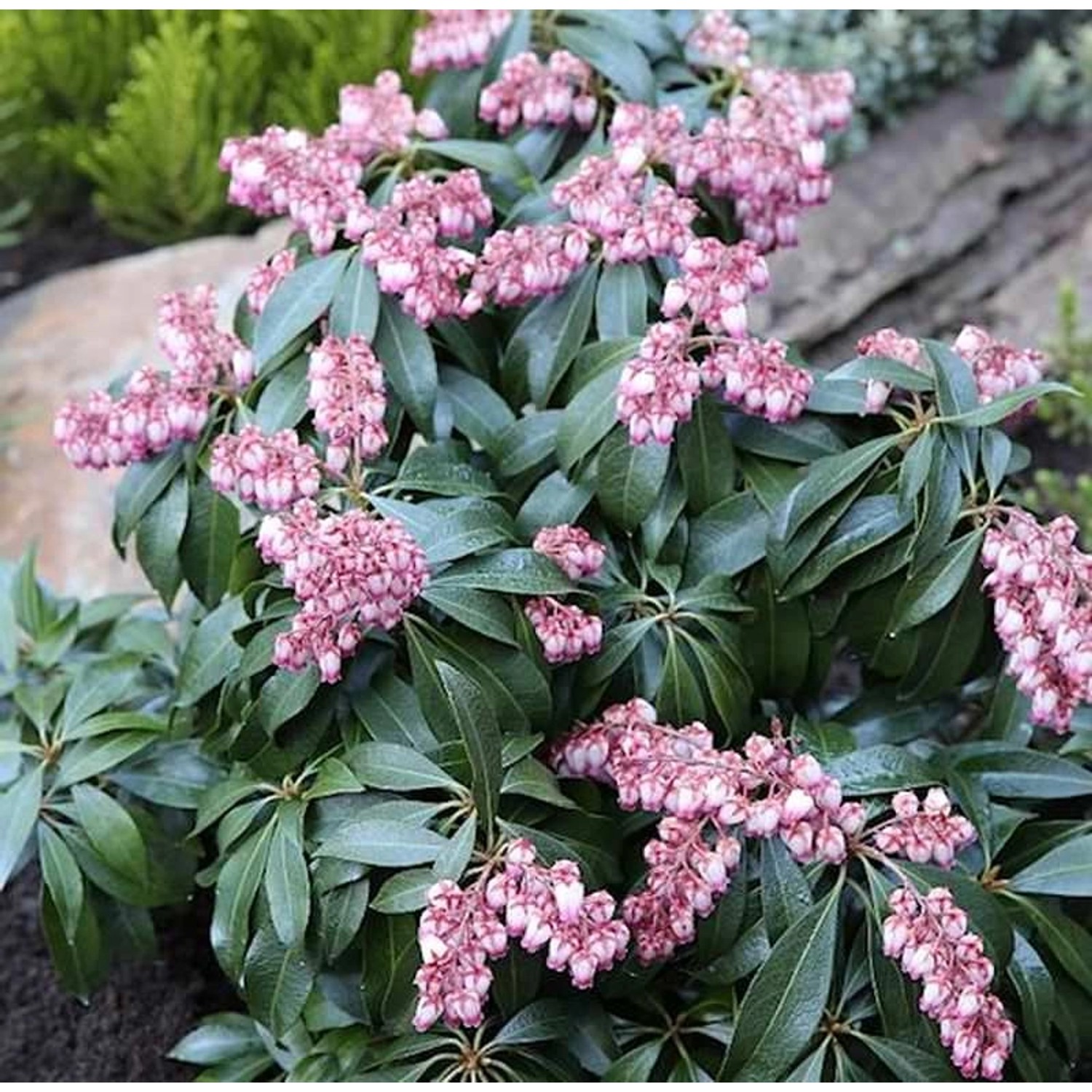 Schattenglöckchen Lavendelheide Katsuta 25-30cm - Pieris japonica günstig online kaufen