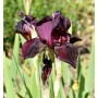 Nahaufnahme der dunkelroten Schwertlilie 'Ruby Mine' (Iris barbata) im Gartenbeet.