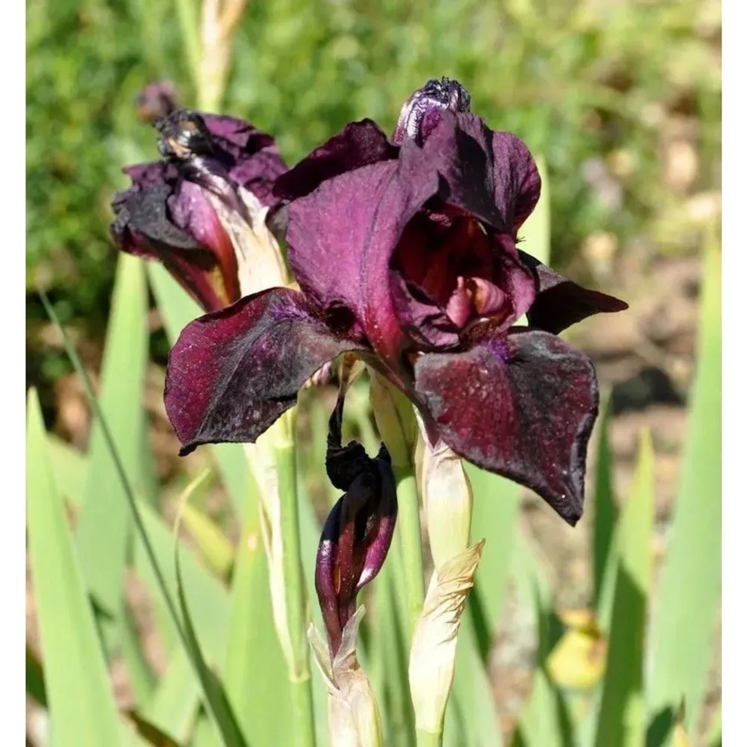 Schwertlilie Ruby Mine - Iris barbata