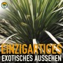 Nahaufnahme der winterharten Yucca Rostrata Palmlilie mit blaugrauen Blättern.