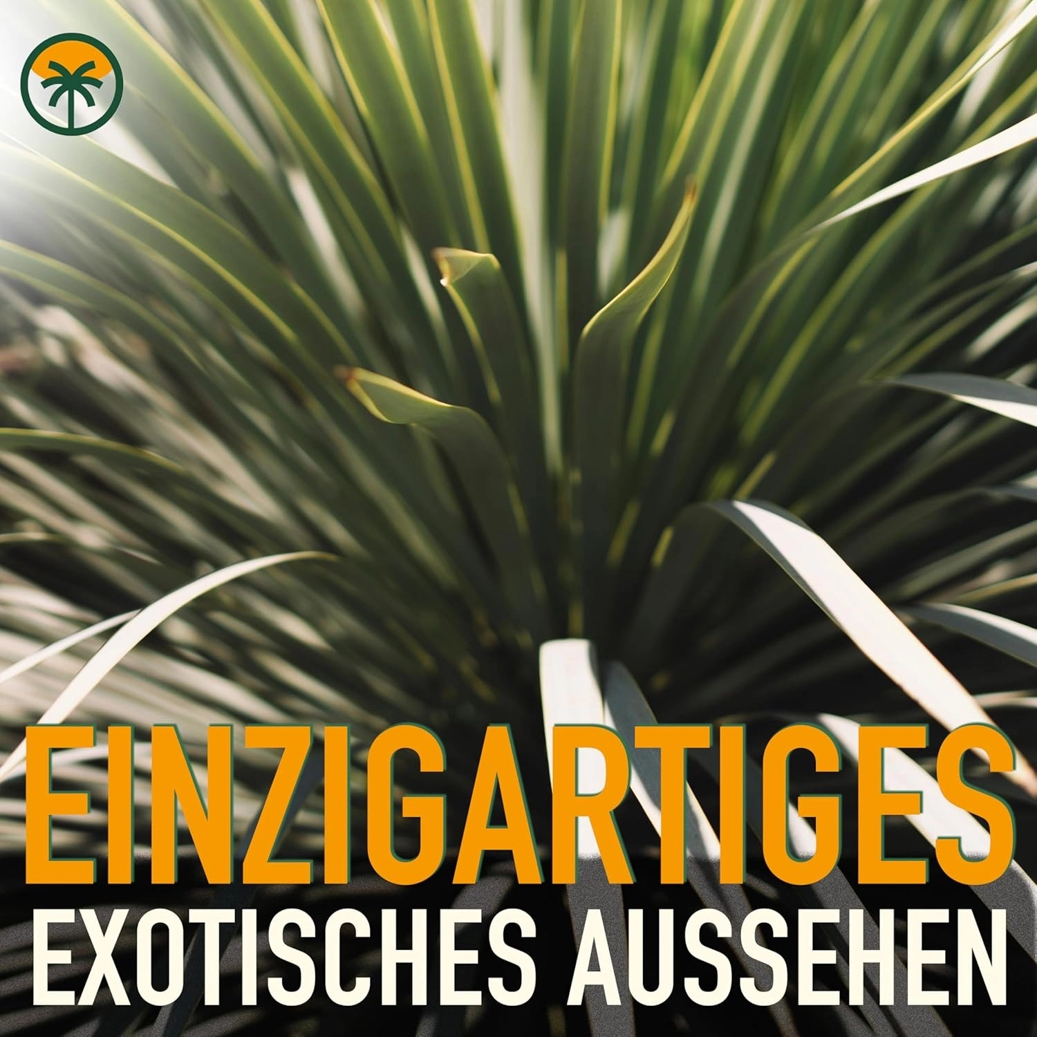 Sunny Tree Yucca Rostrata Blue Blue - Palmlellie - 100 Cm - Plante