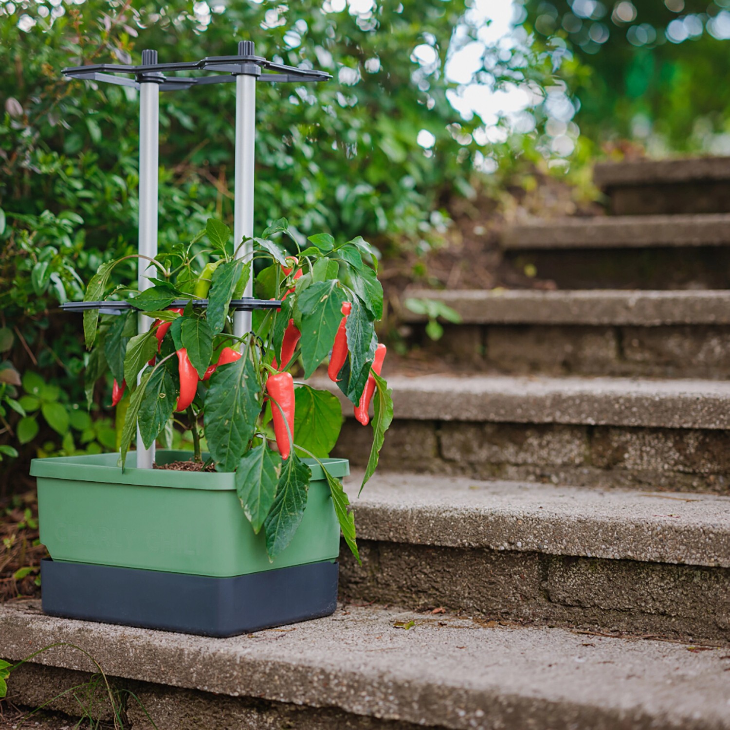 Gusta Garden Charly Chili Anzuchtsgefäß, 10L, dunkelgrün, mit Chili-Pflanze und Rankhilfe.