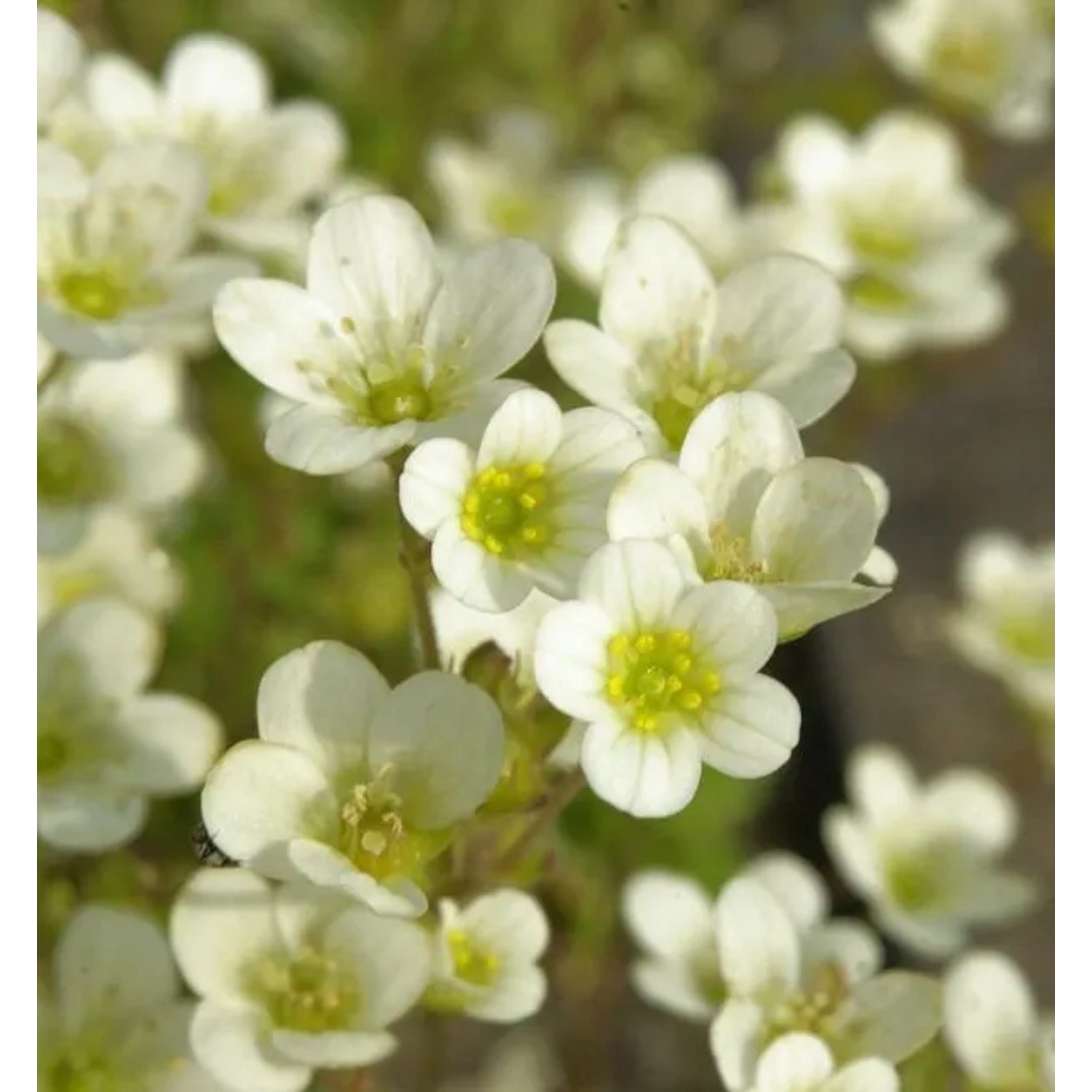 Moossteinbrech Schwefelglanz - Saxifraga arendsii