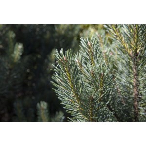 Detailaufnahme der blaugrünen Nadeln einer kompakten Waldkiefer (Pinus Sylvestris Watereri).