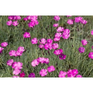 Nahaufnahme der leuchtend pinken Blüten der Pfingstnelke 'Feuerhexe' im 9x9 cm Topf.