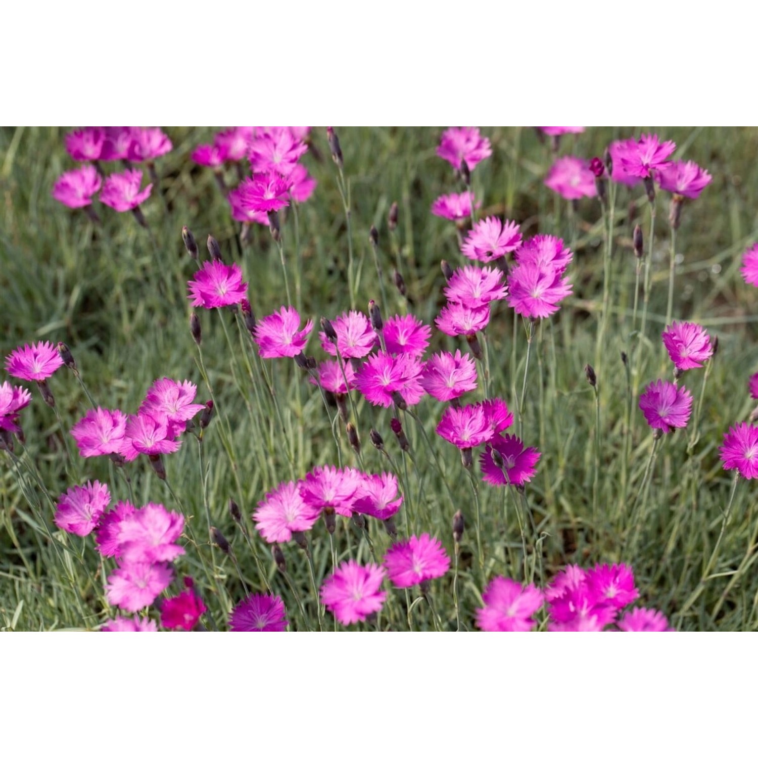 Dianthus Gratianopolitanus Feuerhexe Pfingstnelke Ca. 9x9 cm Topf günstig online kaufen