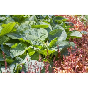 Blaublatt-Funkie 'Bressingham Blue' mit großen, blaugrünen Blättern im Beet.