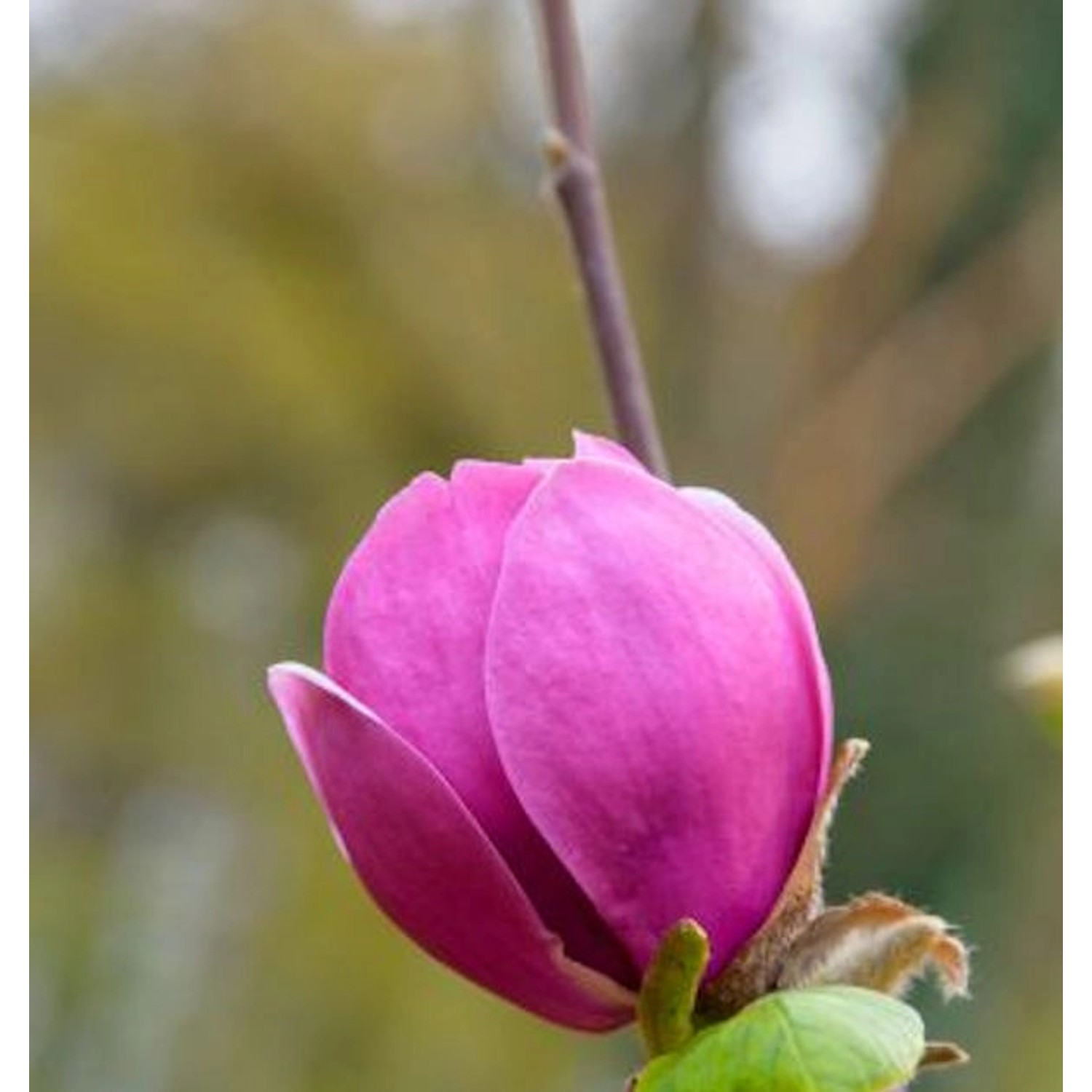 Magnolie Felix Jury 100-125cm - Magnolia günstig online kaufen