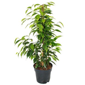 Exotenherz Ficus Benjamini 3er Set im Topf: Zimmerpflanze mit grün-weiß panaschierten Blättern.