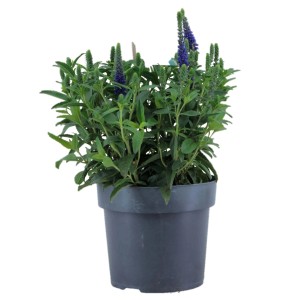 Scheinähriger Ehrenpreis Inspire Blau im Topf, ca. 17 cm. Blaue Blütenstände, grüne Blätter.