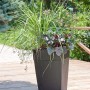 Purpurglöckchen 'Plum Pudding' im Topf, kombiniert mit Gräsern und anderen Stauden, auf Terrasse.