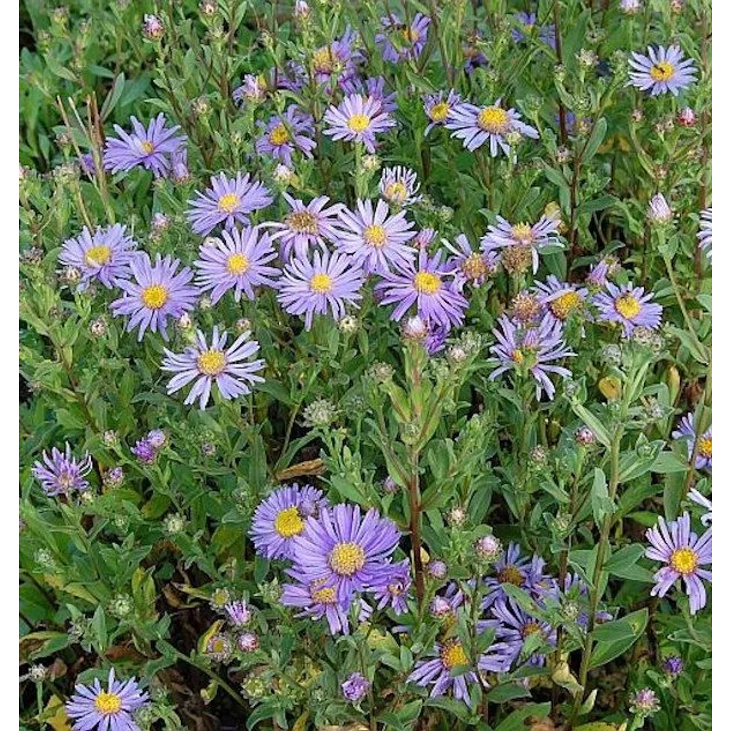Sommeraster Rudolf Goethe - Aster amellus
