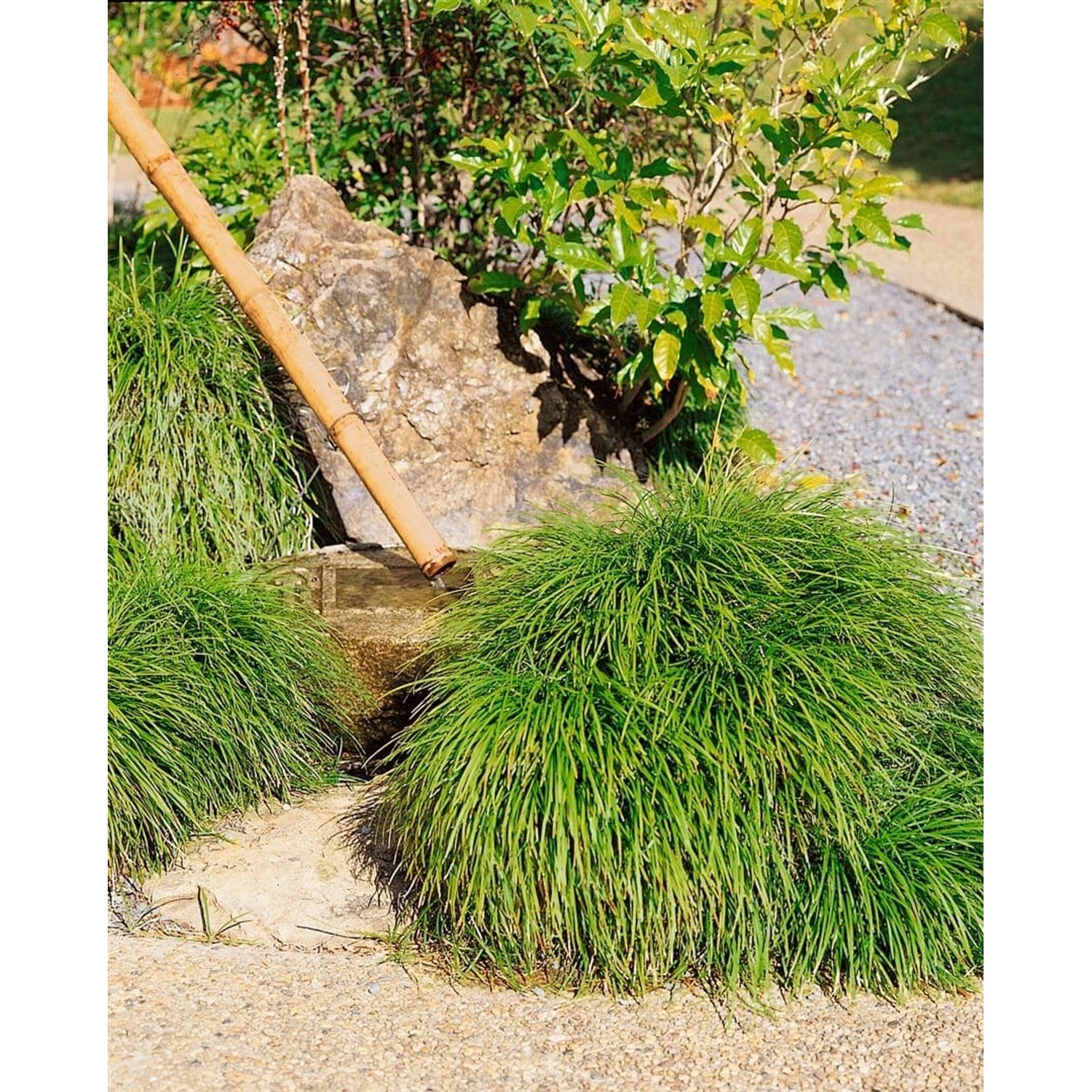 Ophiopogon Japonicus Schlangenbart Immergrün Ca. 9x9 cm Topf günstig online kaufen