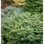 Dichte, grüne Zwerg Nordmanntanne Münsterland (Abies nordmanniana) als winterharter Strauch für den Garten.