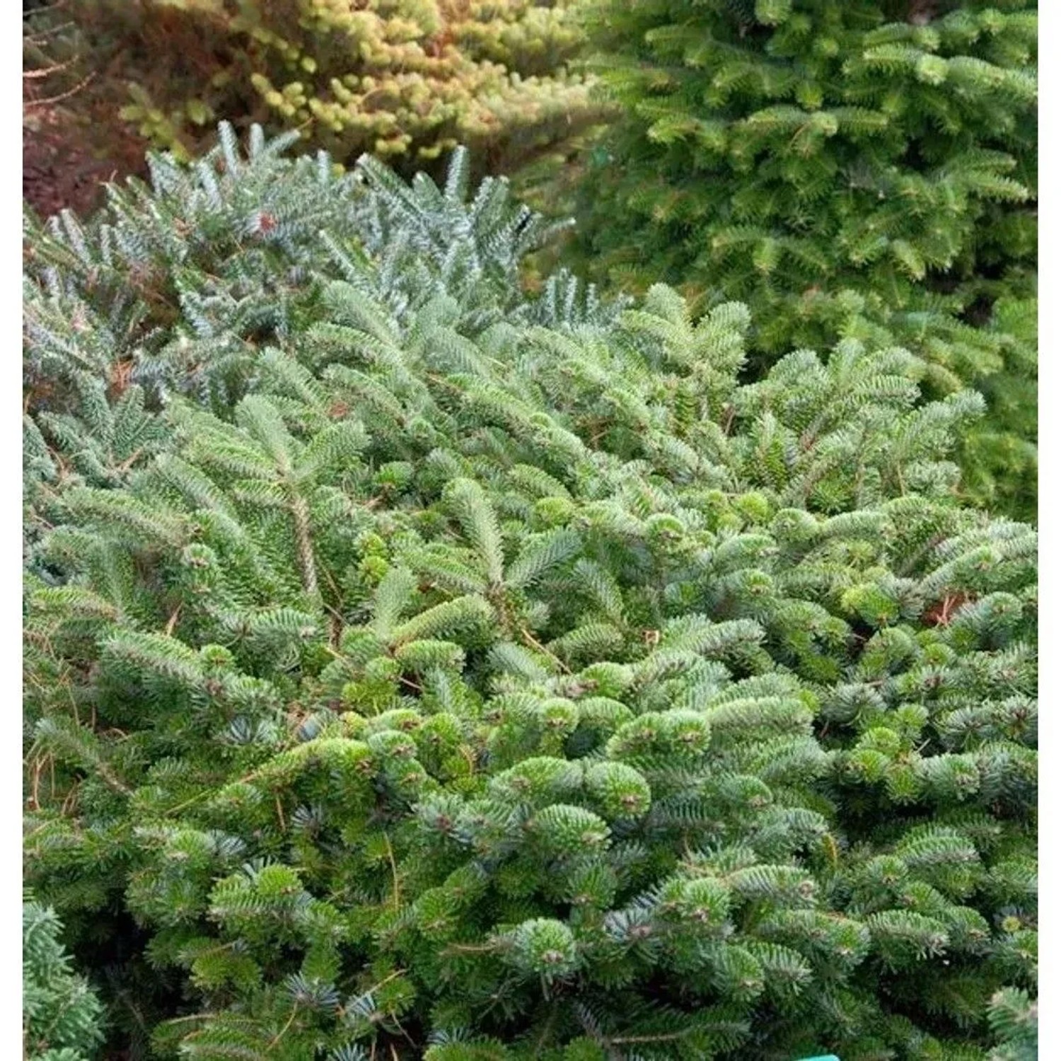 Zwerg Nordmanntanne Münsterland 25-30cm - Abies nordmanniana