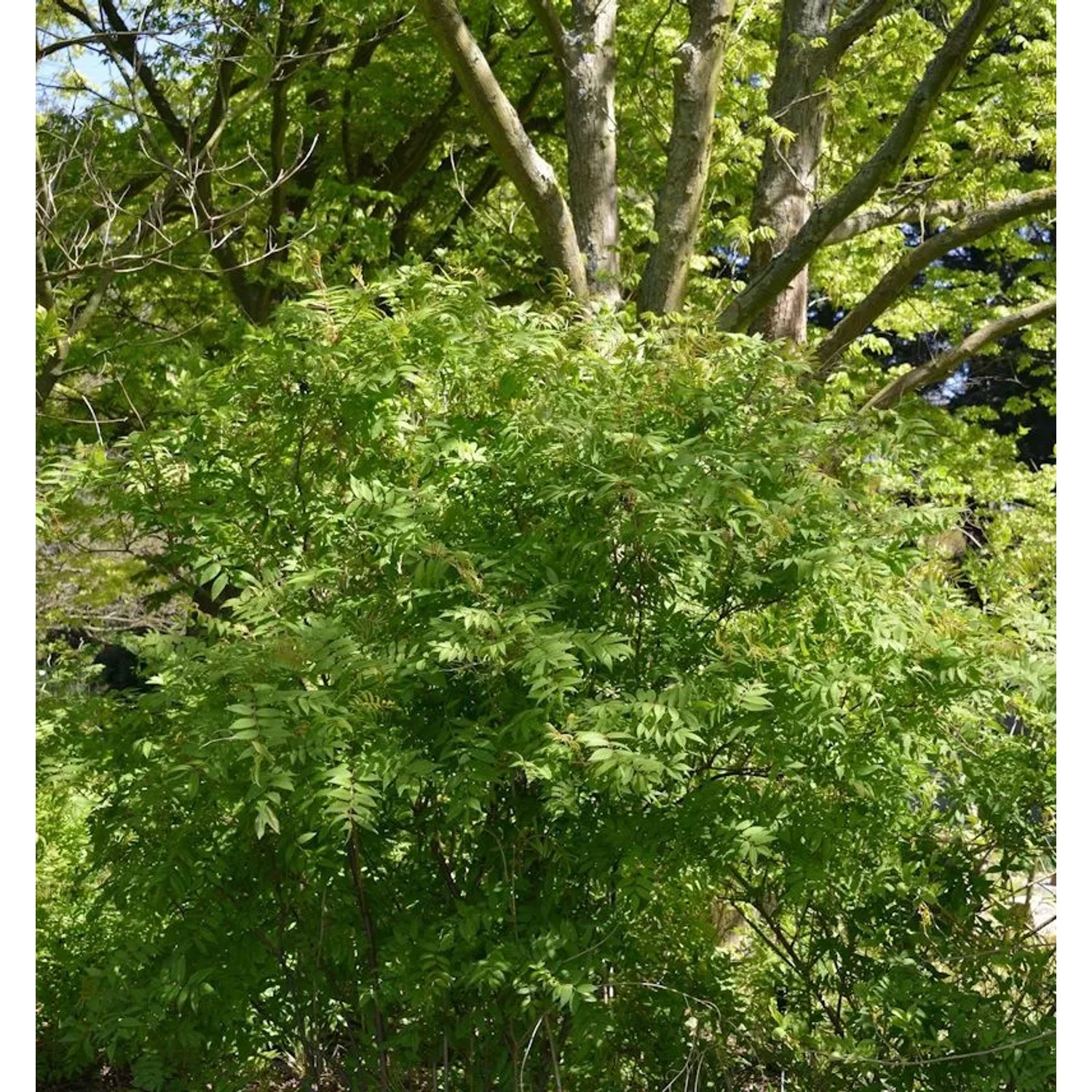 Buschklee Gibraltar 30-40cm - Lespedeza buergeri