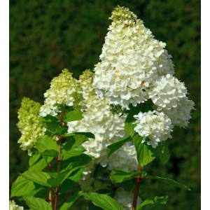 Rispenhortensie 'Magical Moonlight' mit weißen Blütenständen im Garten.