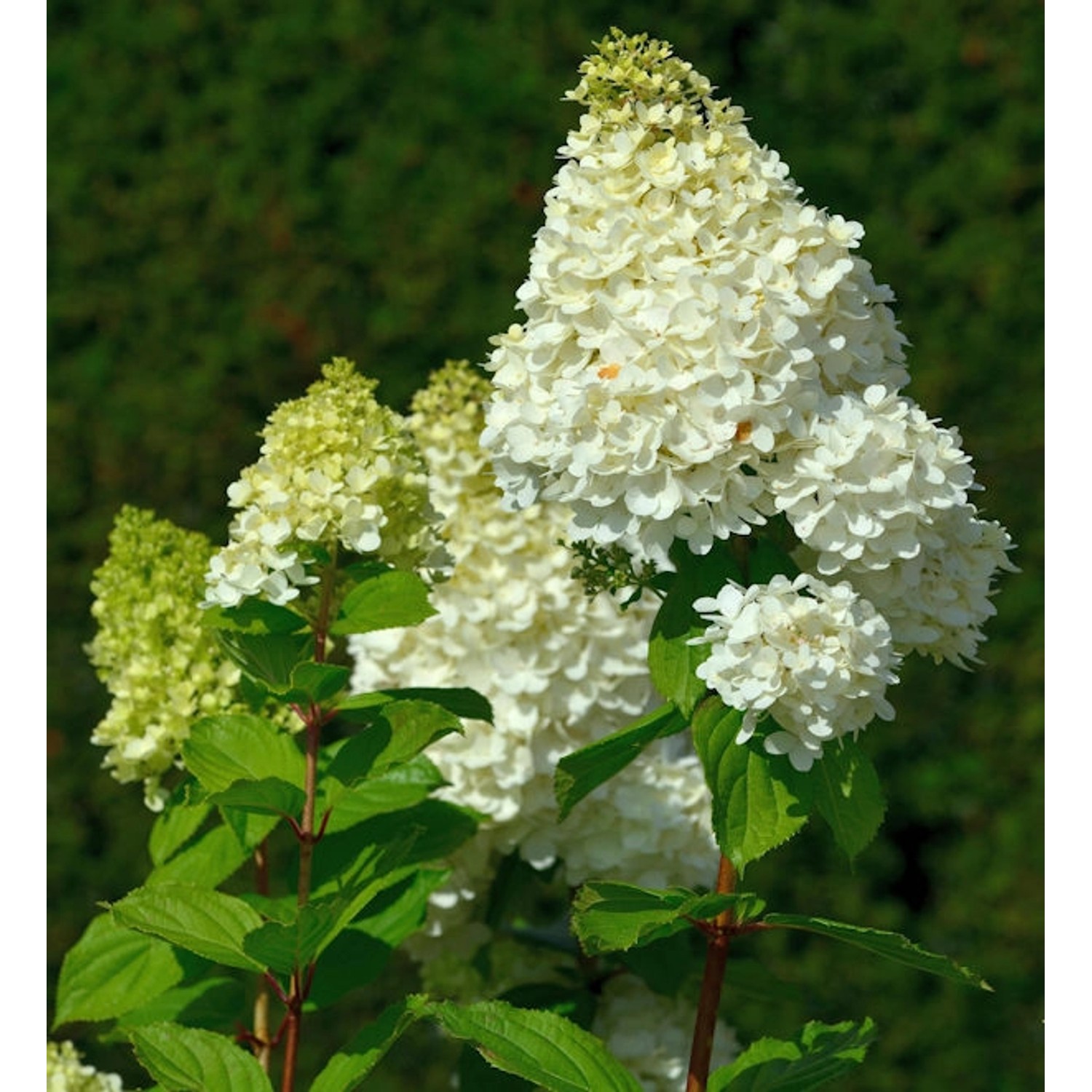 Rispenhortensie Magical Moonlight 40-60cm - Hydrangea paniculata günstig online kaufen