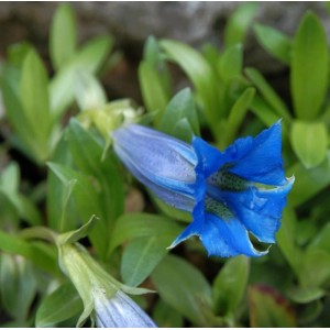 Blauer Stengelloser Enzian (Gentiana acaulis) Staude mit offener, glockenförmiger Blüte und grünen Blättern.